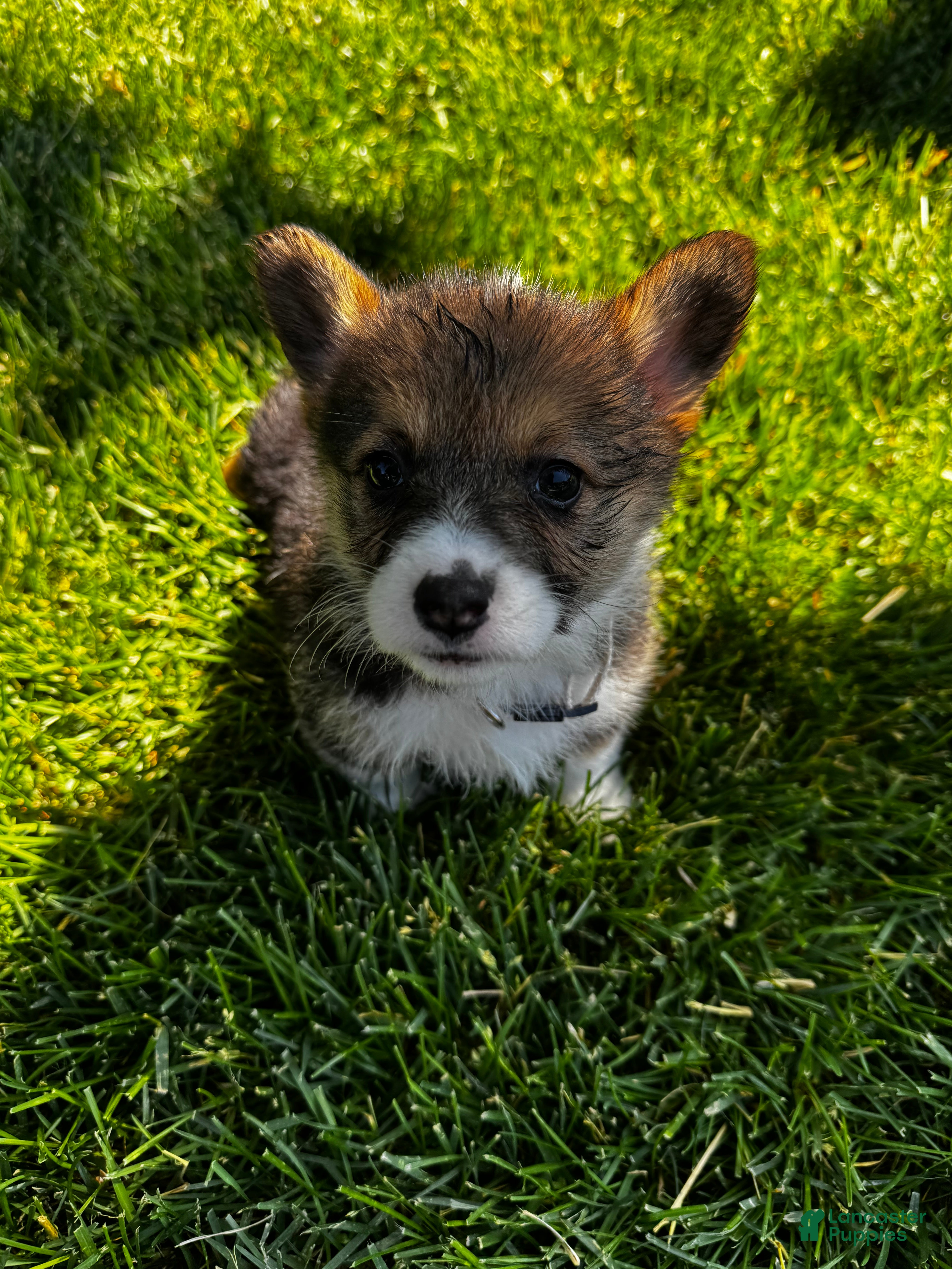 Welsh Corgi Pembroke dogs Welsh Corgi Pembroke 2 - Ad 12