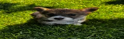 Welsh Corgi Pembroke dogs for sale: Welsh Corgi Pembroke 2 - Ad 1