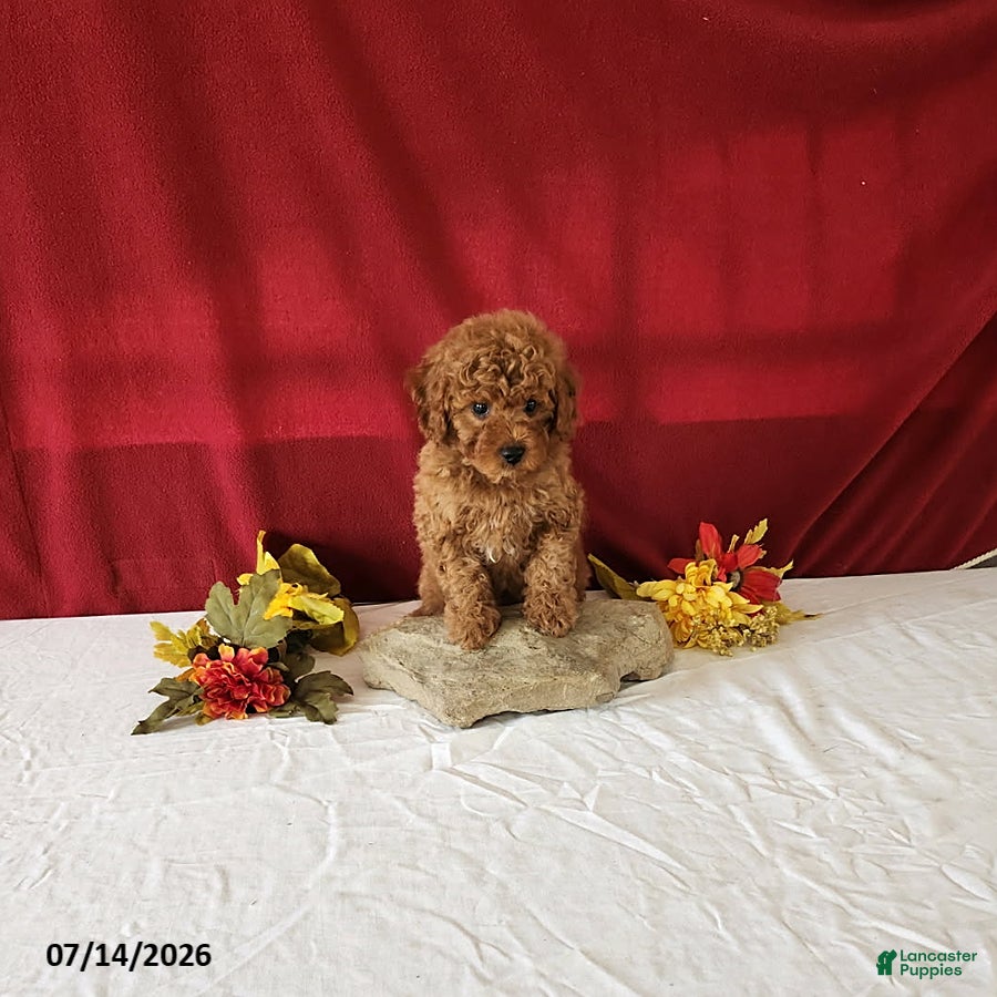 Mini Goldendoodle dogs Remi - Ad 2