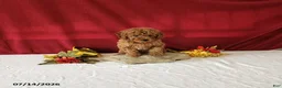 Mini Goldendoodle dogs for sale: Remi - Ad 2