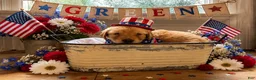 Golden Retriever dogs for sale: Green - Ad 1