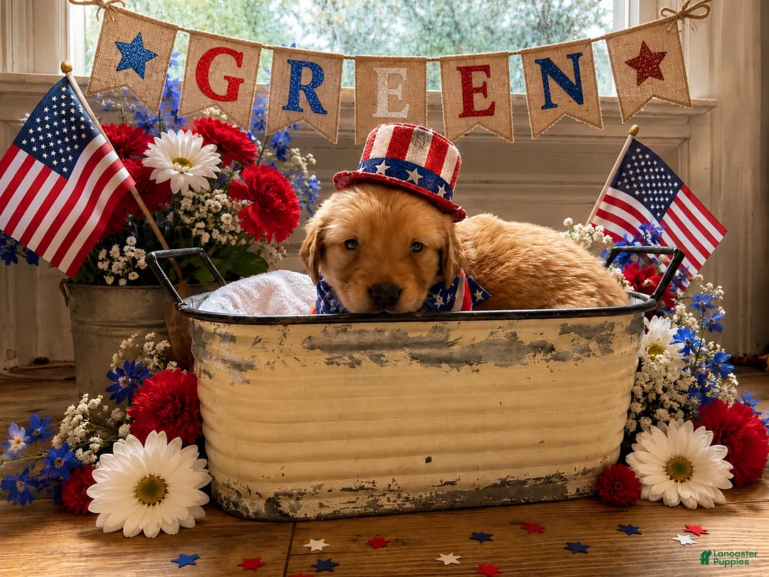 Golden Retriever dogs for sale: Green - Ad 1