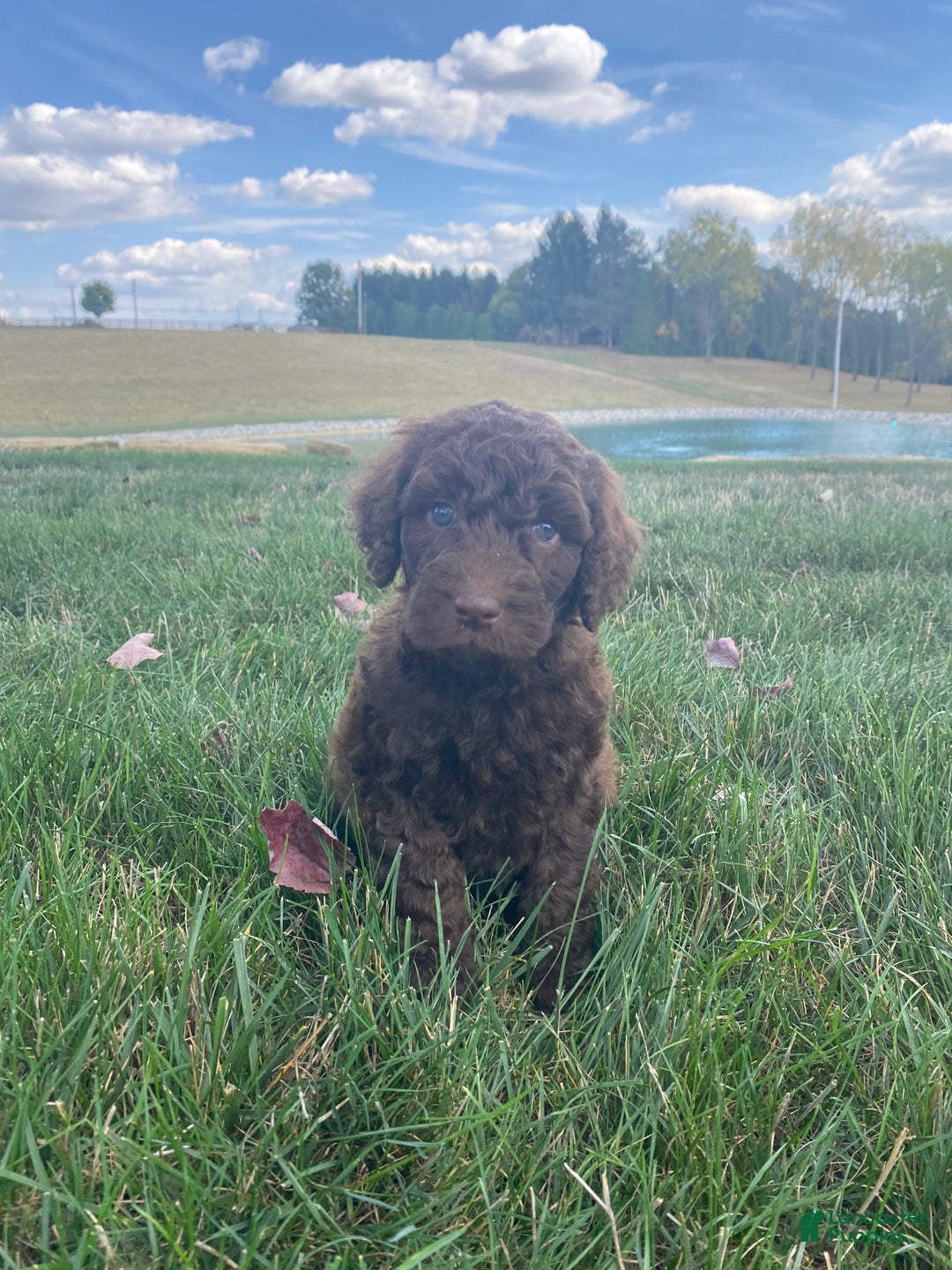 F1b Labradoodle F2 Miniature Labradoodle Puppies For Sale Multi
