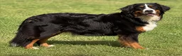Bernese Mountain Dog dogs for sale: Murphy  - Ad 12