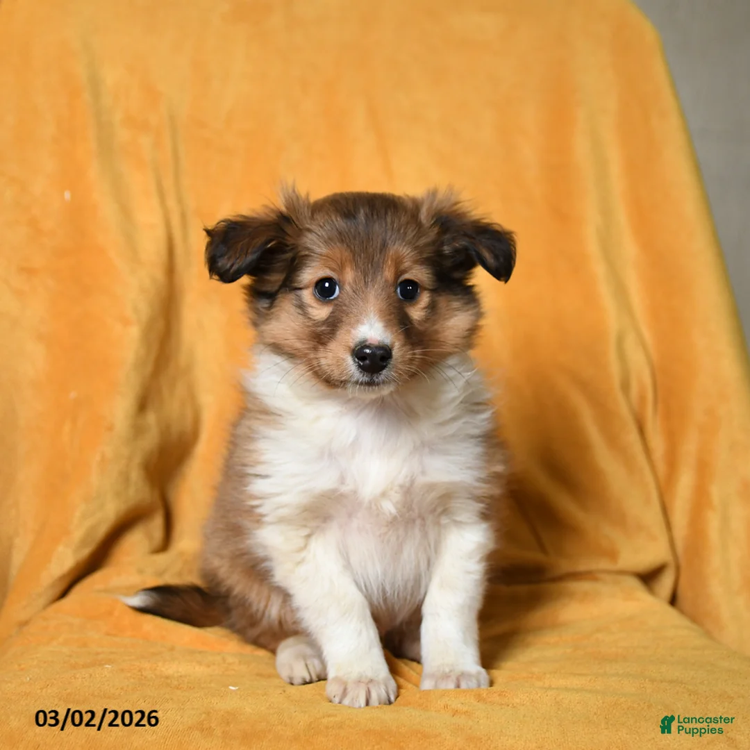 Shetland Sheepdog dogs for sale: Frisbee - Ad 1