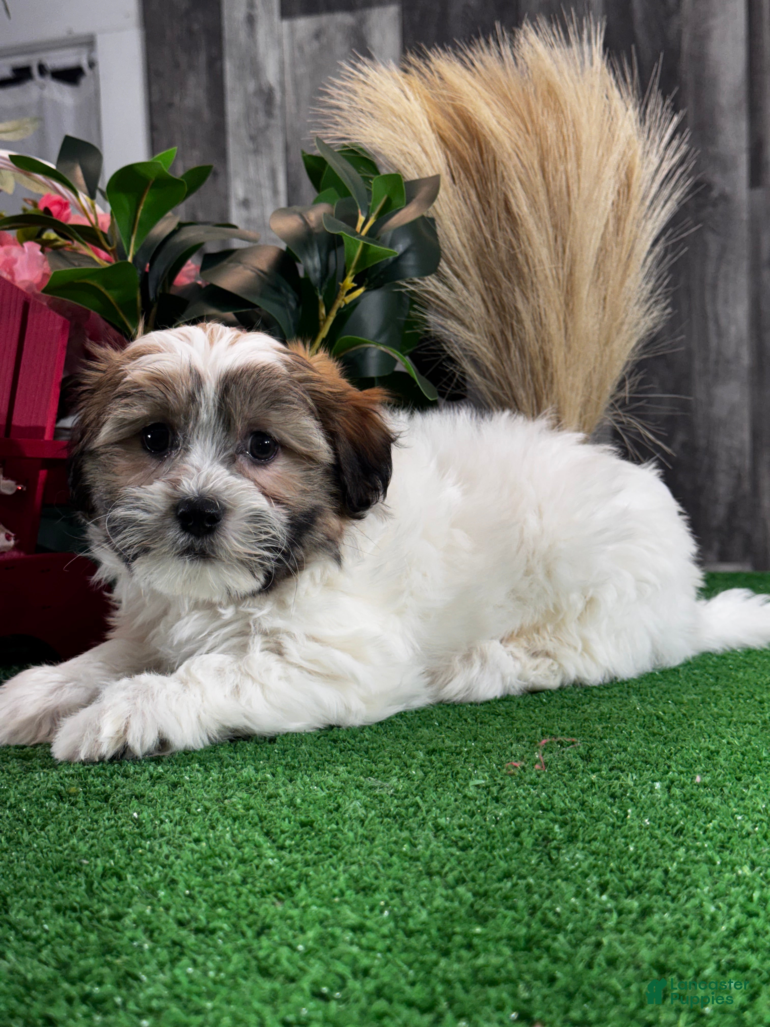 Teddy Bear dogs Jinx  - Ad 23