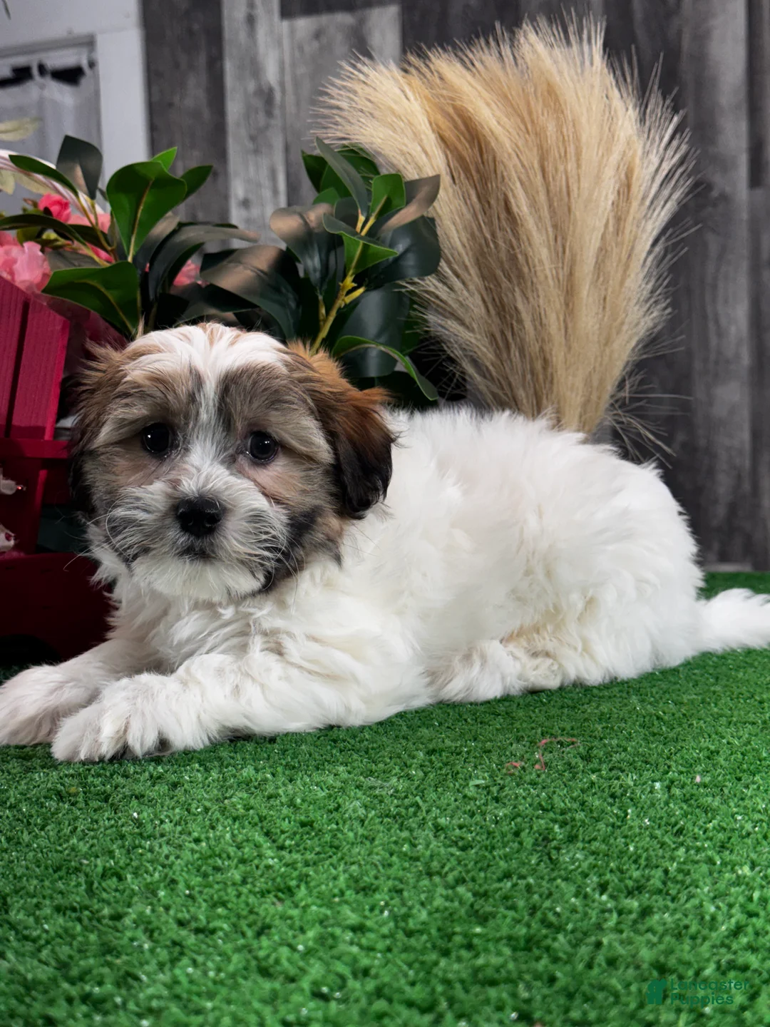 Teddy Bear dogs for sale: Jinx  - Ad 1