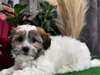 Teddy Bear dogs Jinx - Ad 23