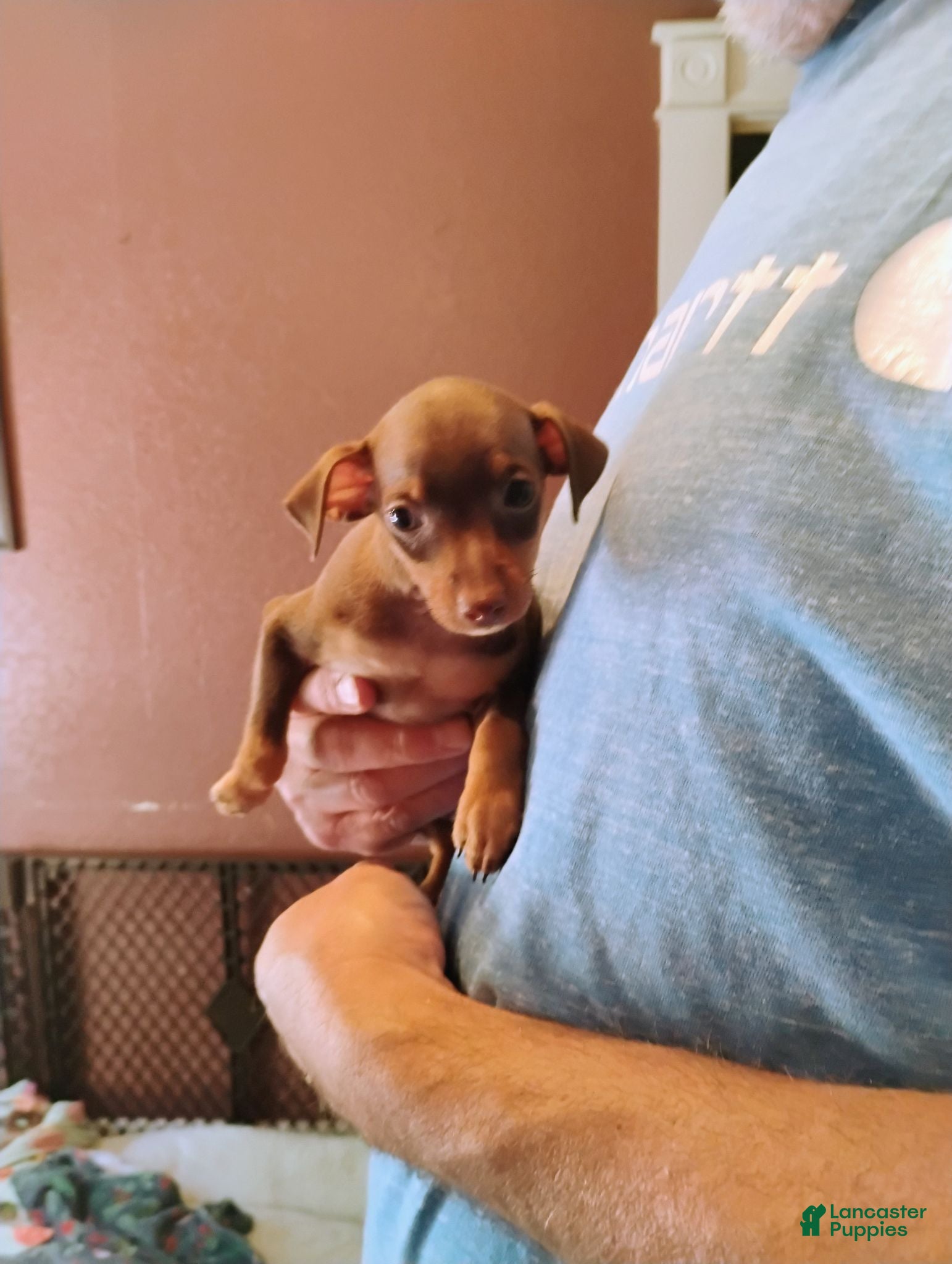 Miniature Pinscher dogs Miniature Pinscher 2 - Ad 2