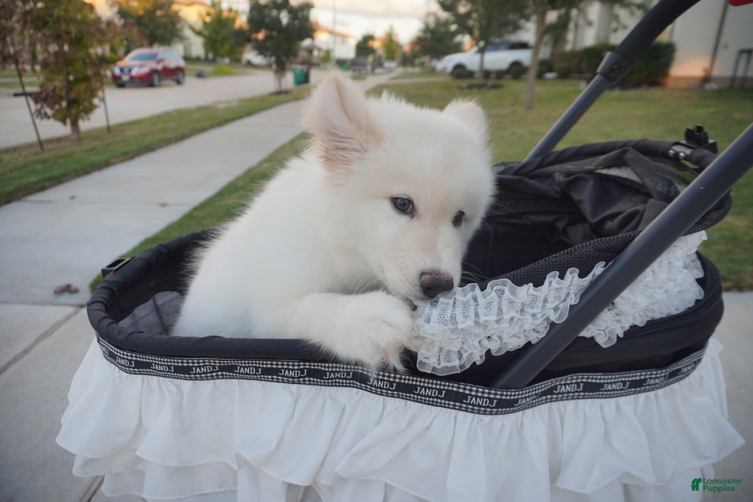 Alaskan Malamute dogs for sale: Xiao Lan - Ad 16