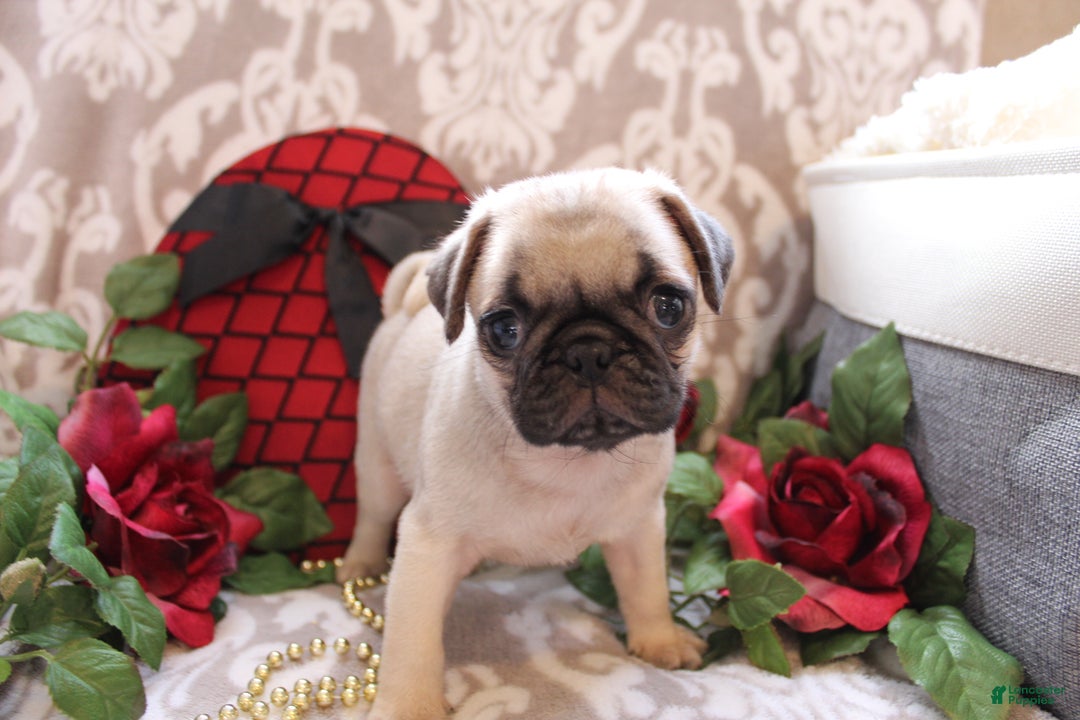 Pug dogs for sale: Clint - Ad 7