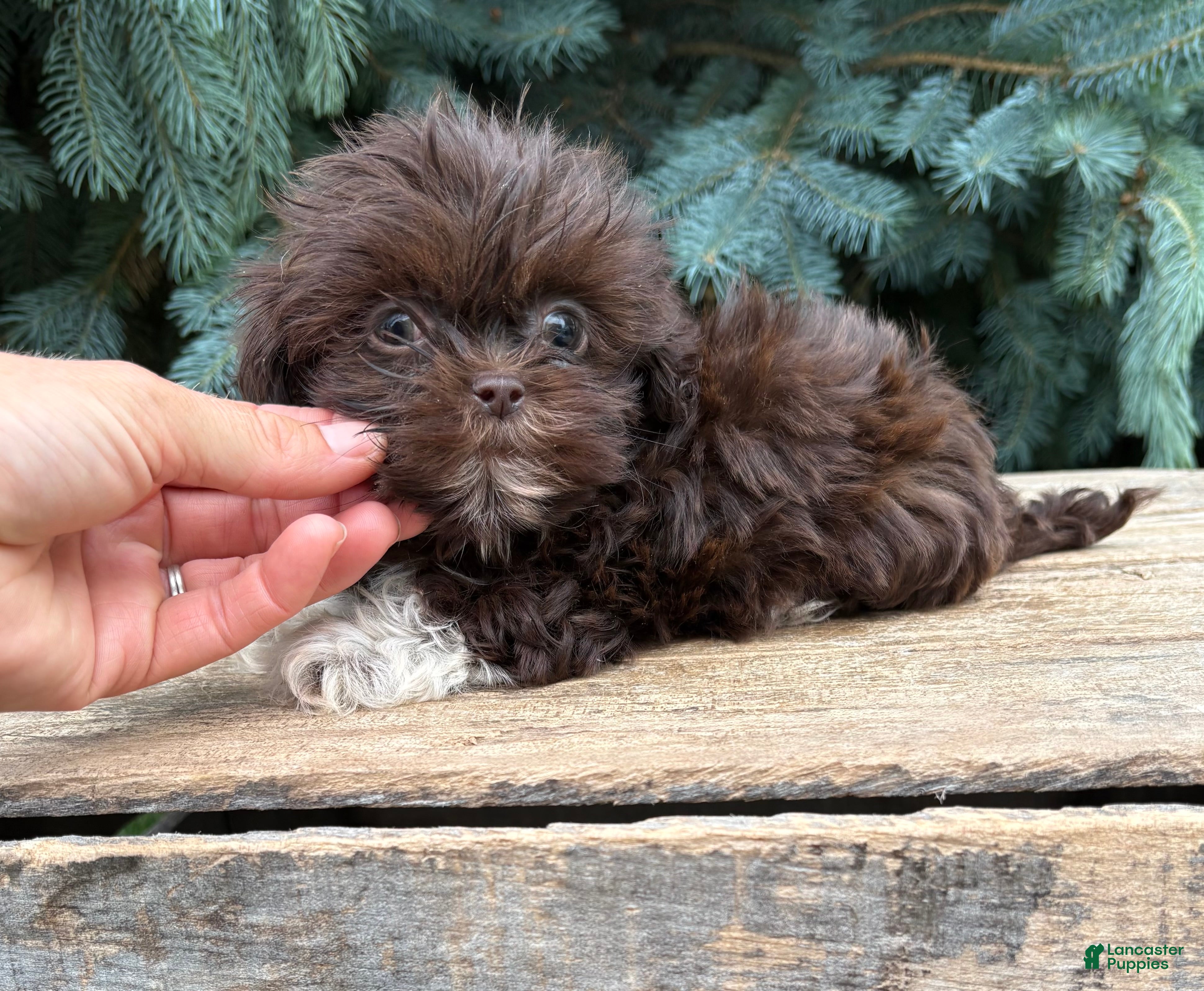 Shih Tzu dogs Harvey - Ad 1