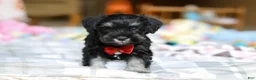 Miniature Schnauzer dogs for sale: Charlie - Ad 8
