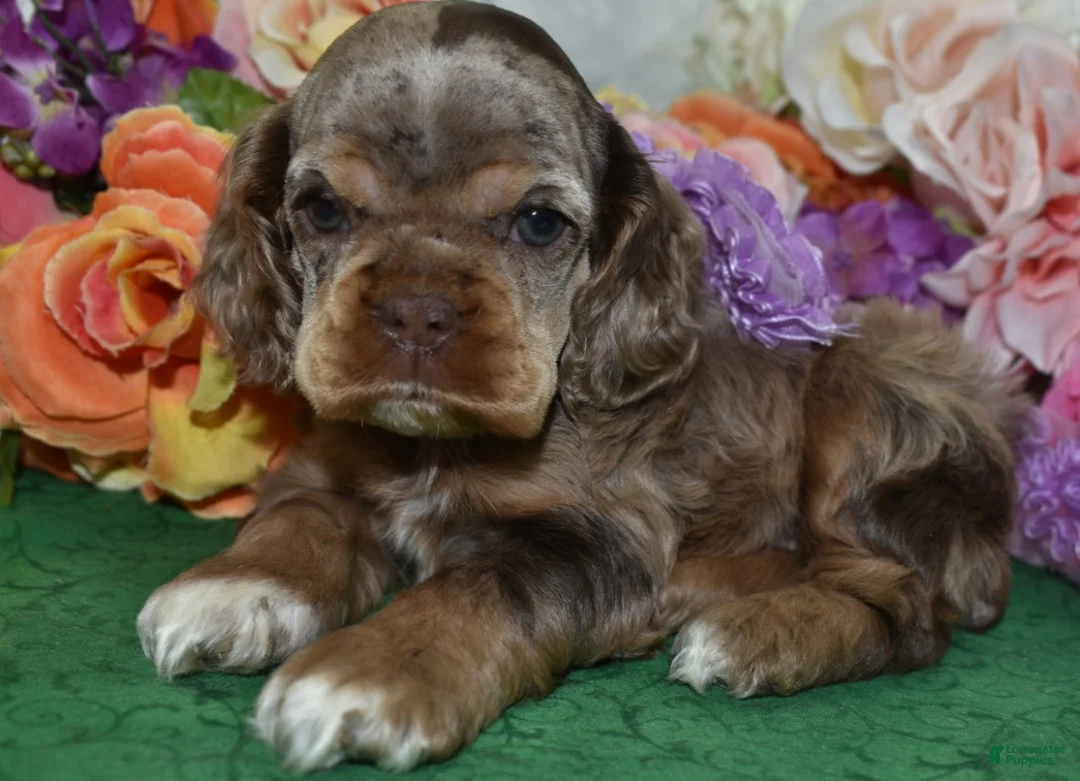 Cocker Spaniel dogs for sale: AKC Lily Chocolate Tan Merle Amerrican Cocker Spaniel Puppy - Ad 1