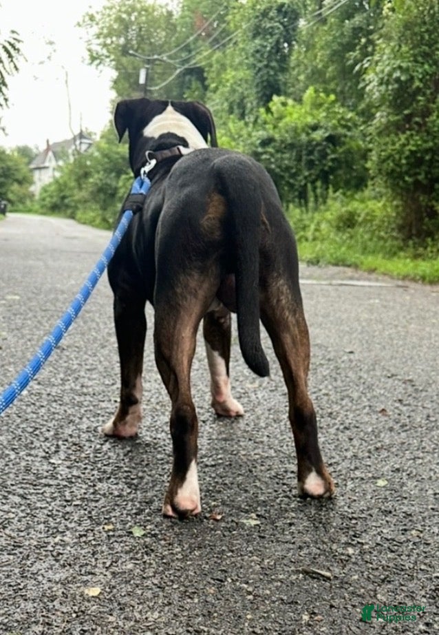 American Bully dogs for stud: American Bully - Ad 3