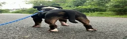 American Bully dogs for stud: American Bully - Ad 1