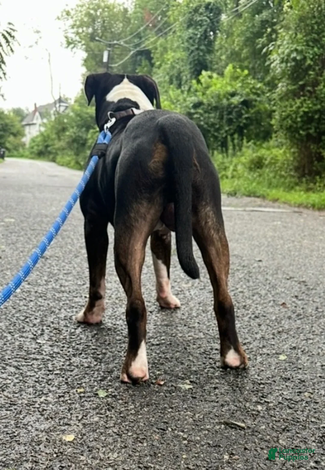 American Bully dogs for stud: American Bully - Ad 1