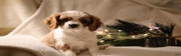 Cavalier King Charles Spaniel dogs for sale: Lexi - Ad 11