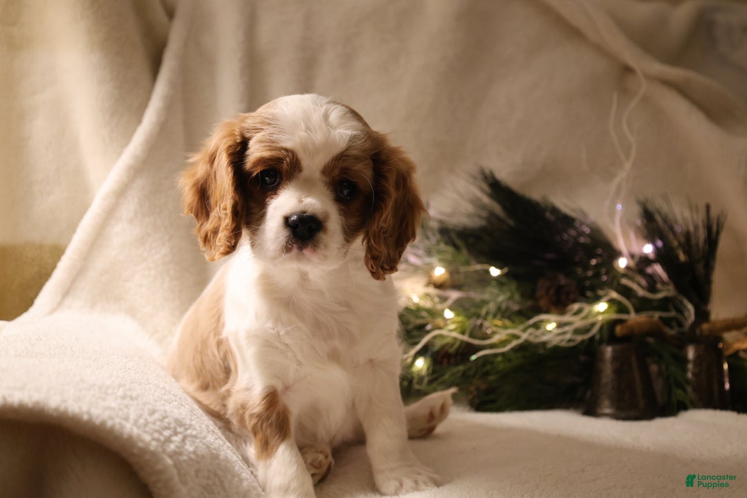 Cavalier King Charles Spaniel dogs for sale: Lexi - Ad 11