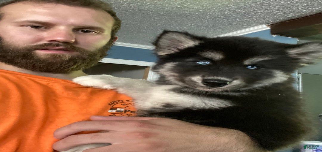 Gallery Image {{count}}