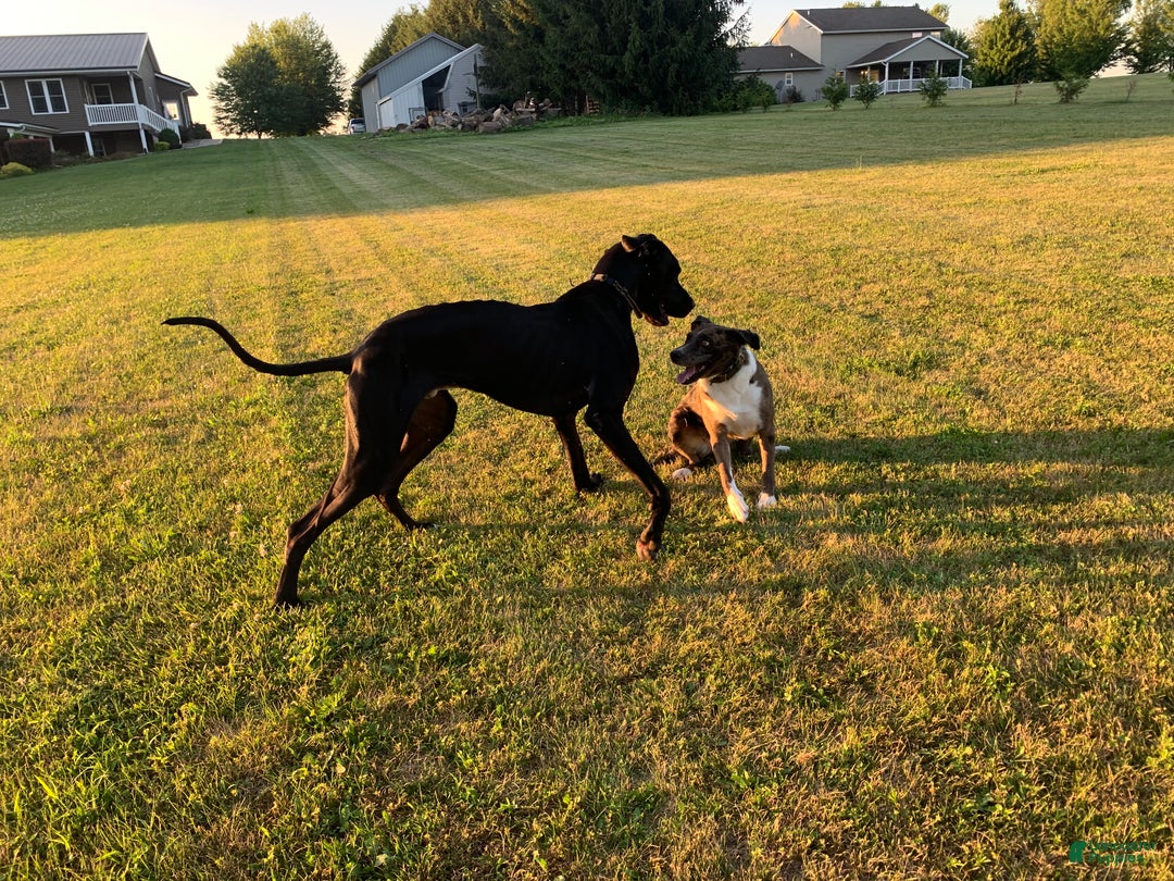 Mixed Breed dogs for sale: Lynx - Ad 4