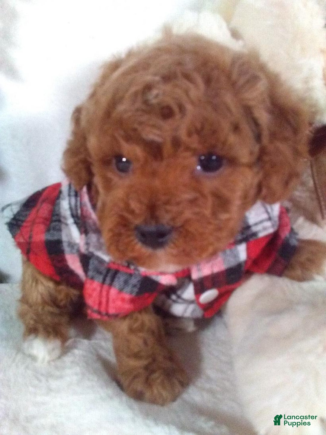 Cavapoo dogs for sale: Jasper - Ad 3