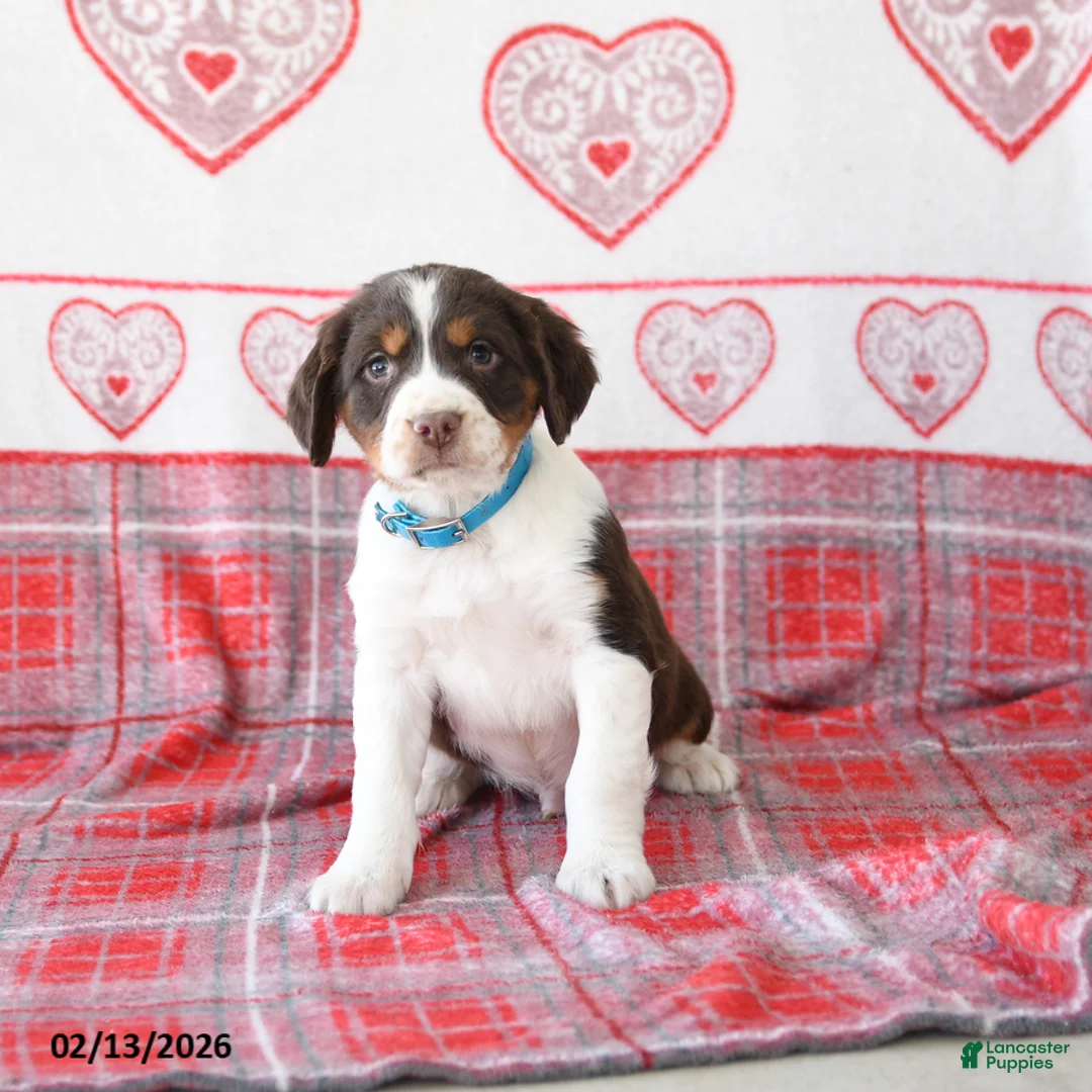 English Springer Spaniel dogs for sale: Drew - Ad 3