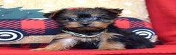 Yorkshire Terrier dogs for sale: Cupid - Ad 5