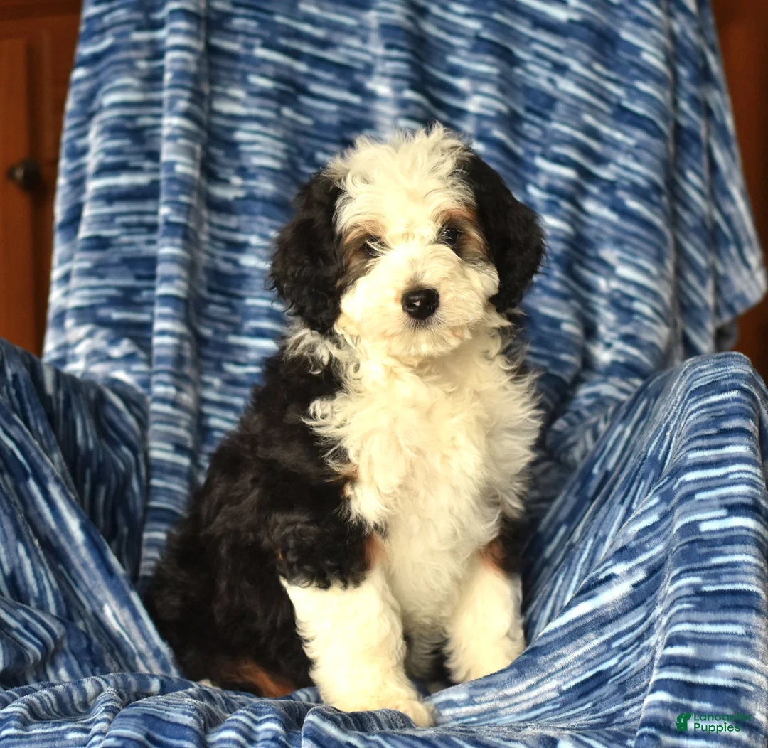 Gallery Image {{count}}