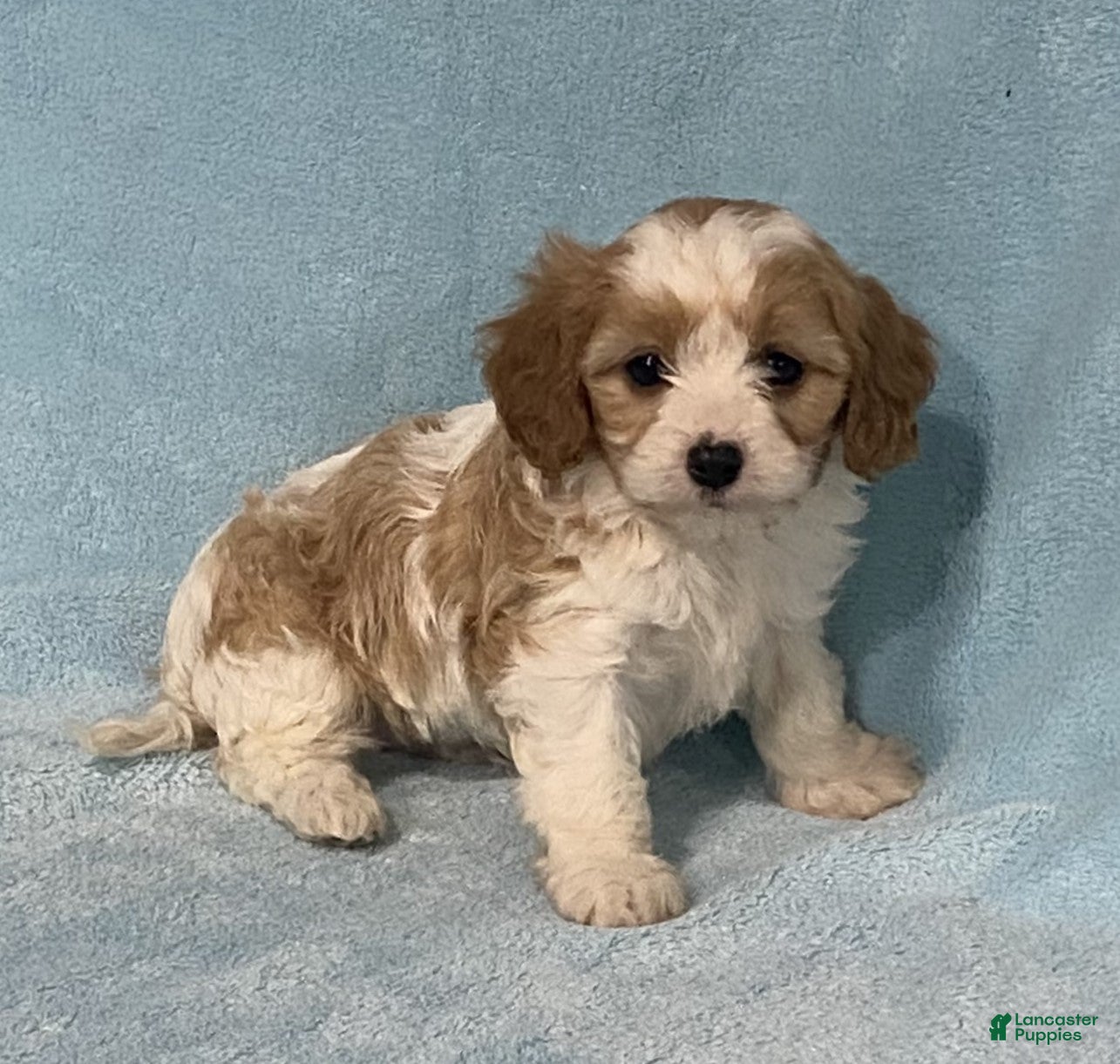 Cavapoo dogs Carl - Ad 1