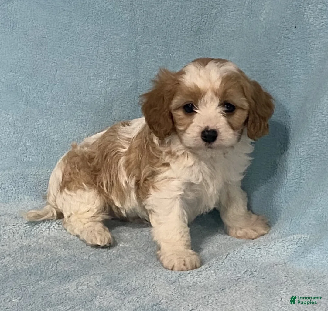 Cavapoo dogs for sale: Carl - Ad 1