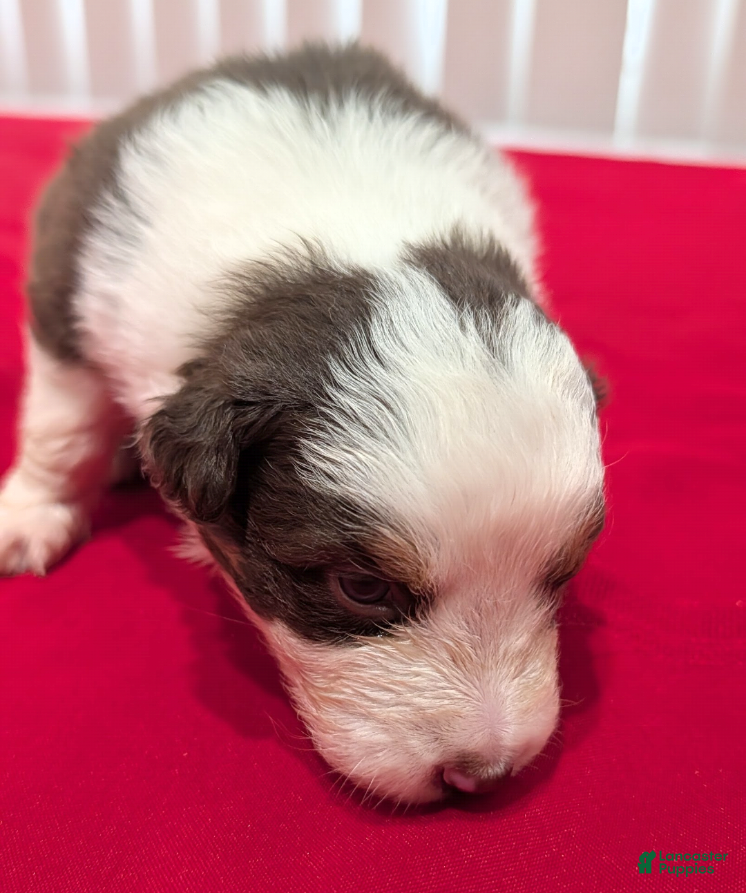 Australian Shepherd dogs Australian Shepherd Puppy 1 - Ad 2
