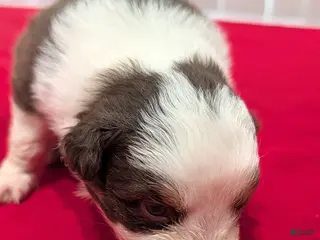 Australian Shepherd dogs Australian Shepherd Puppy 1 - Ad 2