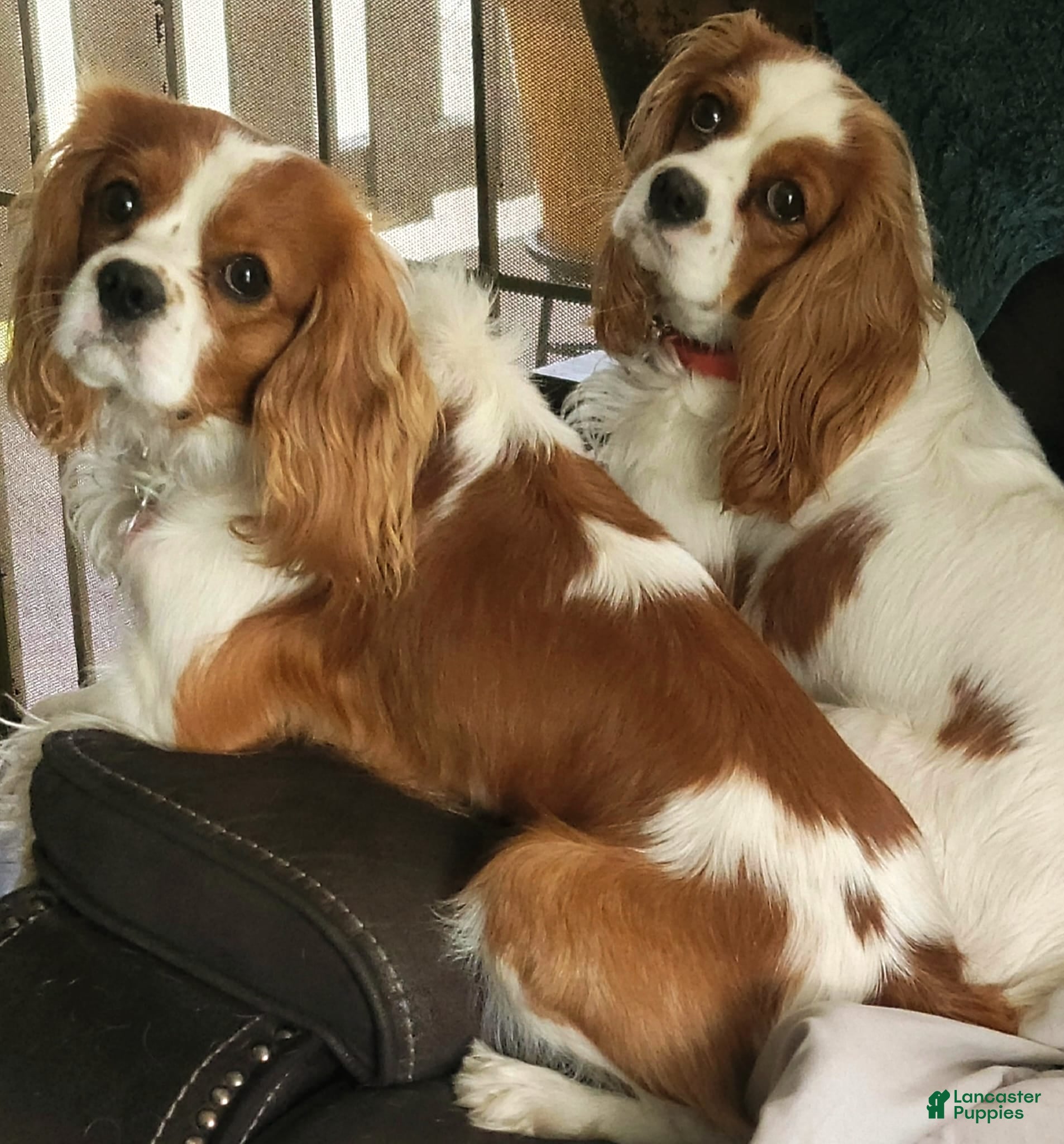 Cavalier King Charles Spaniel dogs Gaston Jr. - Ad 2
