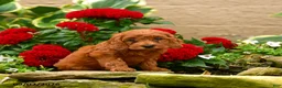 Miniature Poodle dogs for sale: Sushi - Ad 4