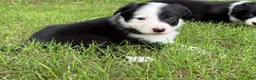 Border Collie dogs for sale: Patch - Ad 2