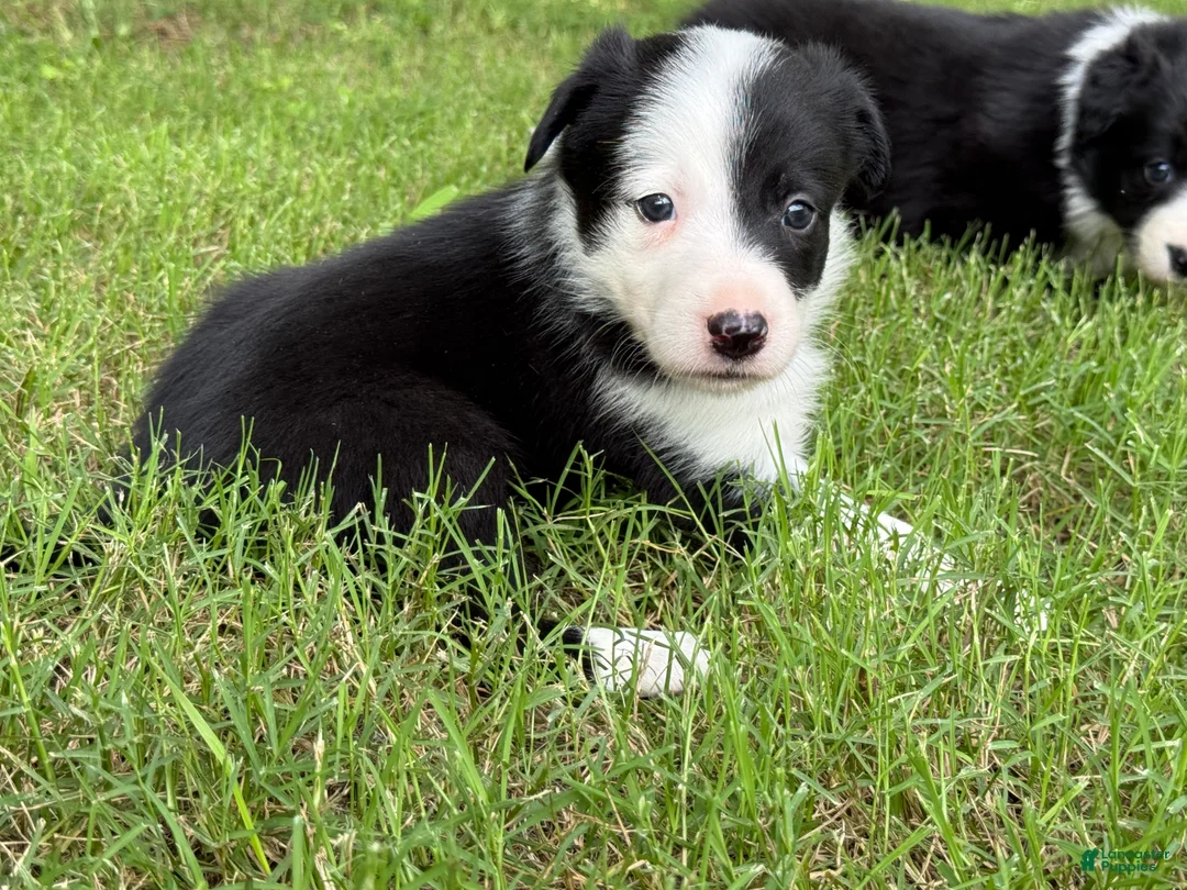 Border Collie dogs for sale: Patch - Ad 2