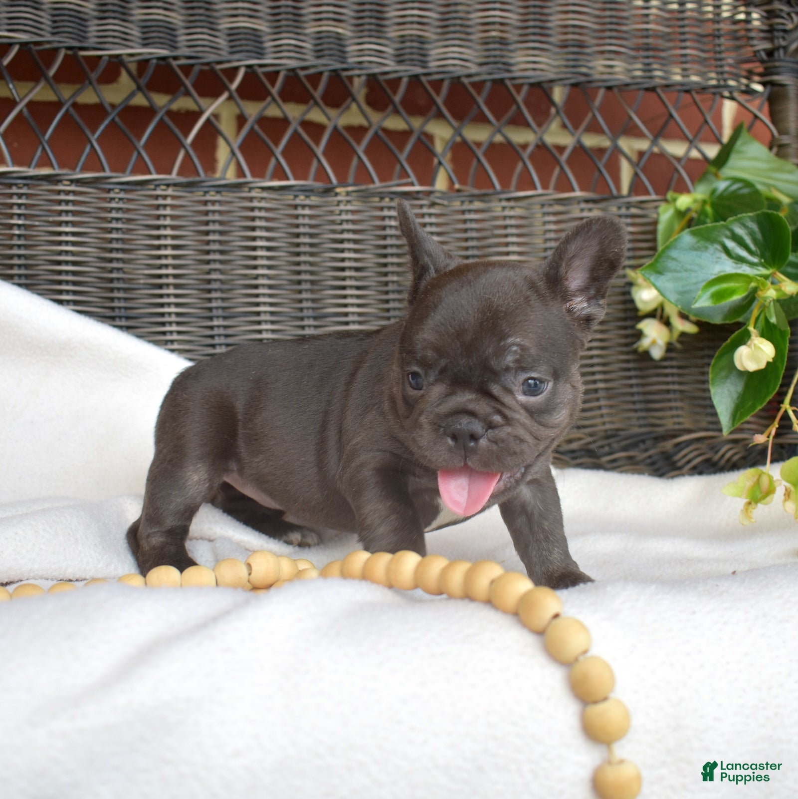 French Bulldog dogs Brie - Ad 2