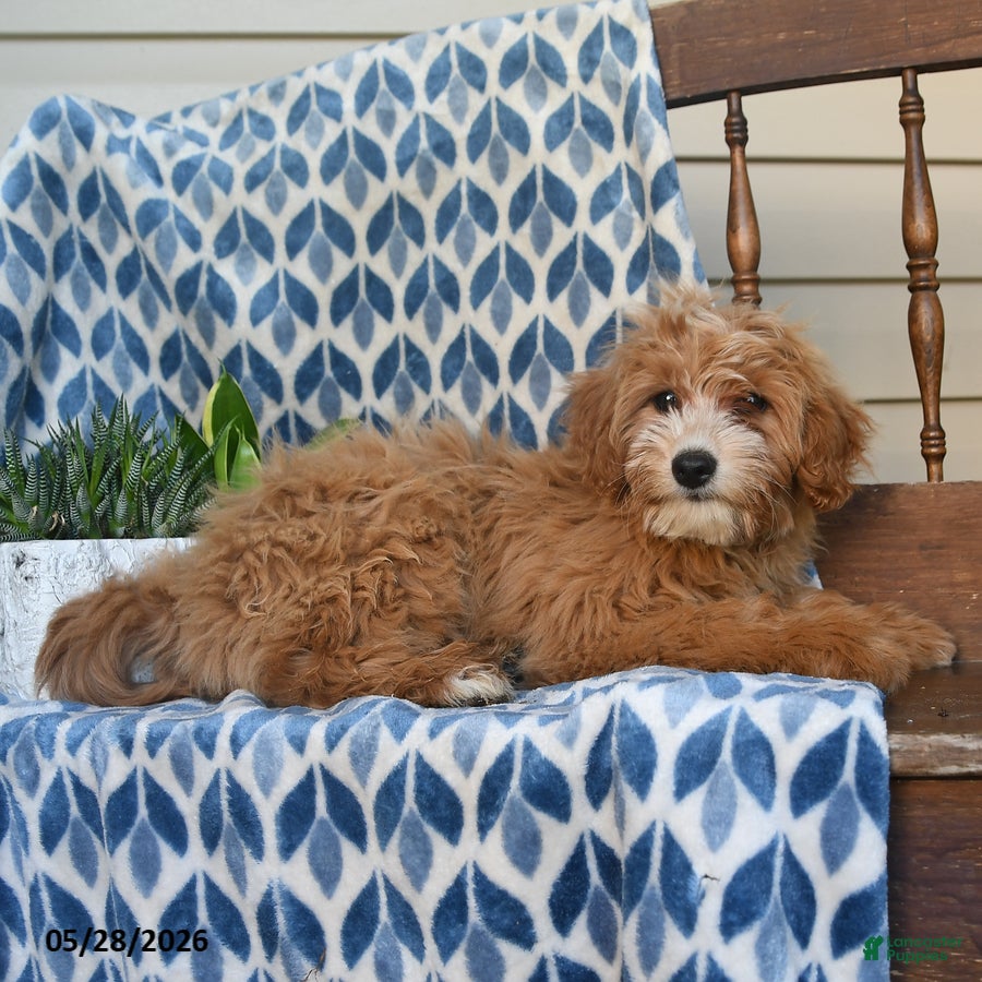 Mini Goldendoodle dogs Fauna - Ad 1