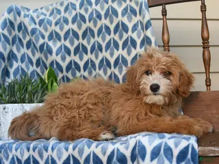 Mini Goldendoodle dogs for sale: Fauna - Ad 2