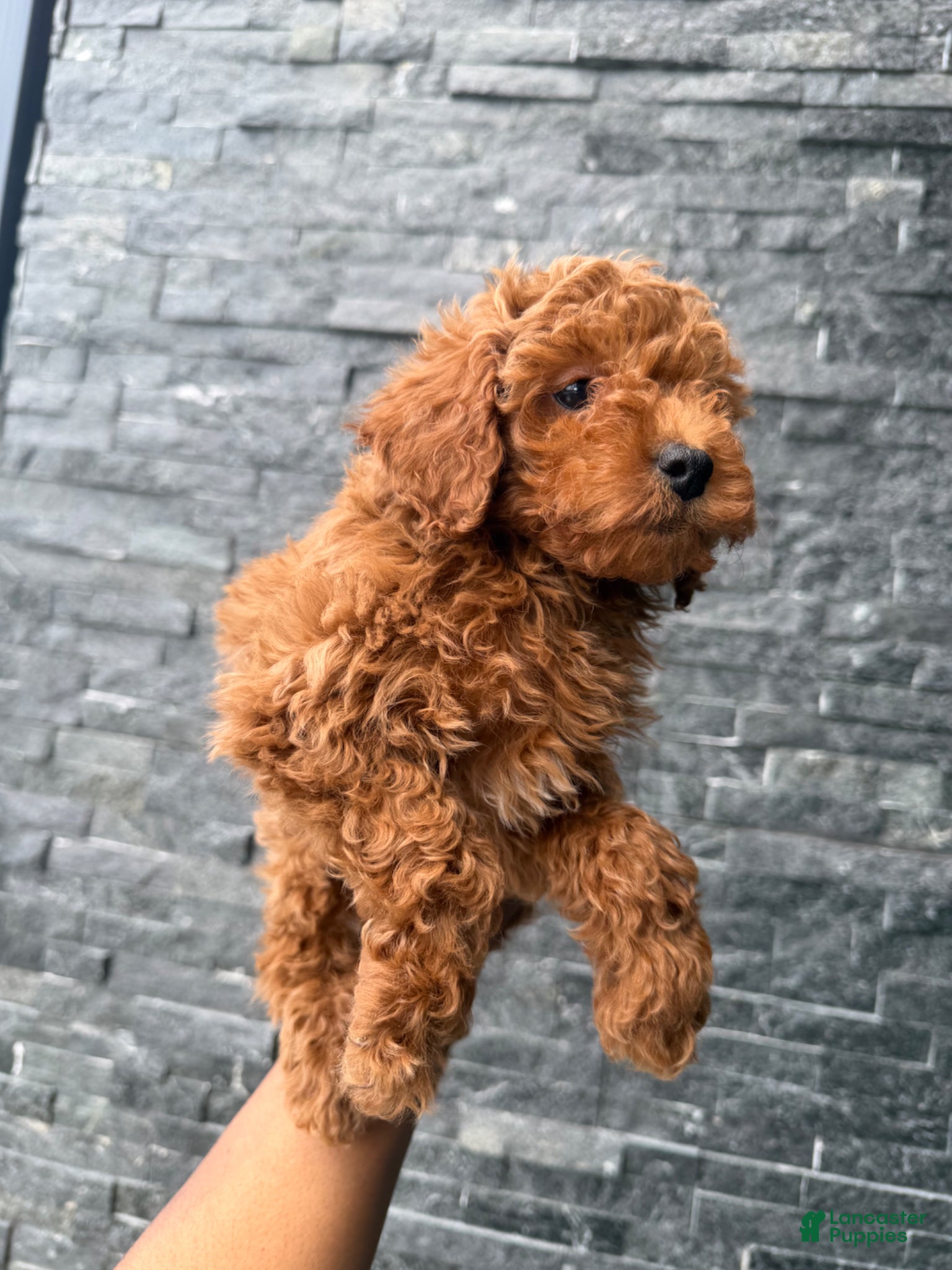 Toy Poodle dogs Alex - Ad 2