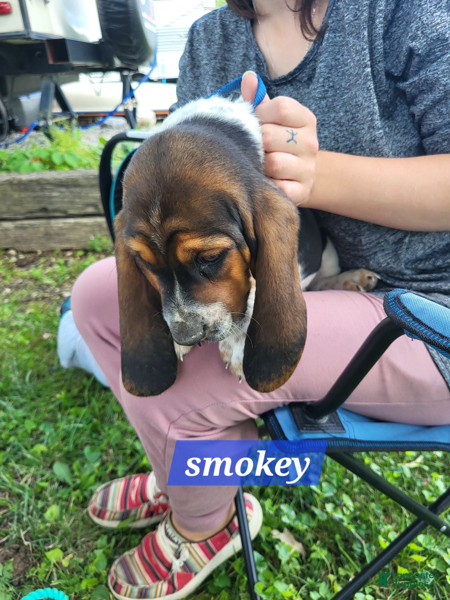 Basset Hound dogs Smokey  - Ad 15