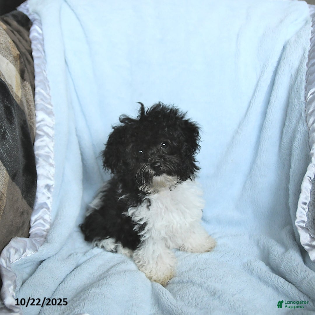 Toy Poodle dogs for sale: Kody - Ad 9