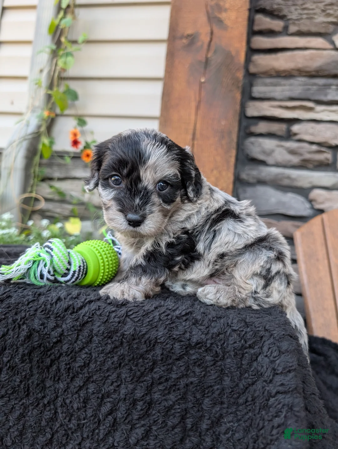 Cavapoo dogs for sale: Snickers - Ad 1
