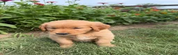 Golden Retriever dogs for sale: Daisy - Ad 5