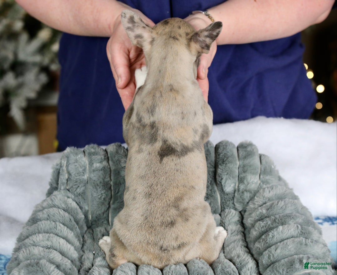 Frenchton dogs for sale: Jellybean - Ad 12