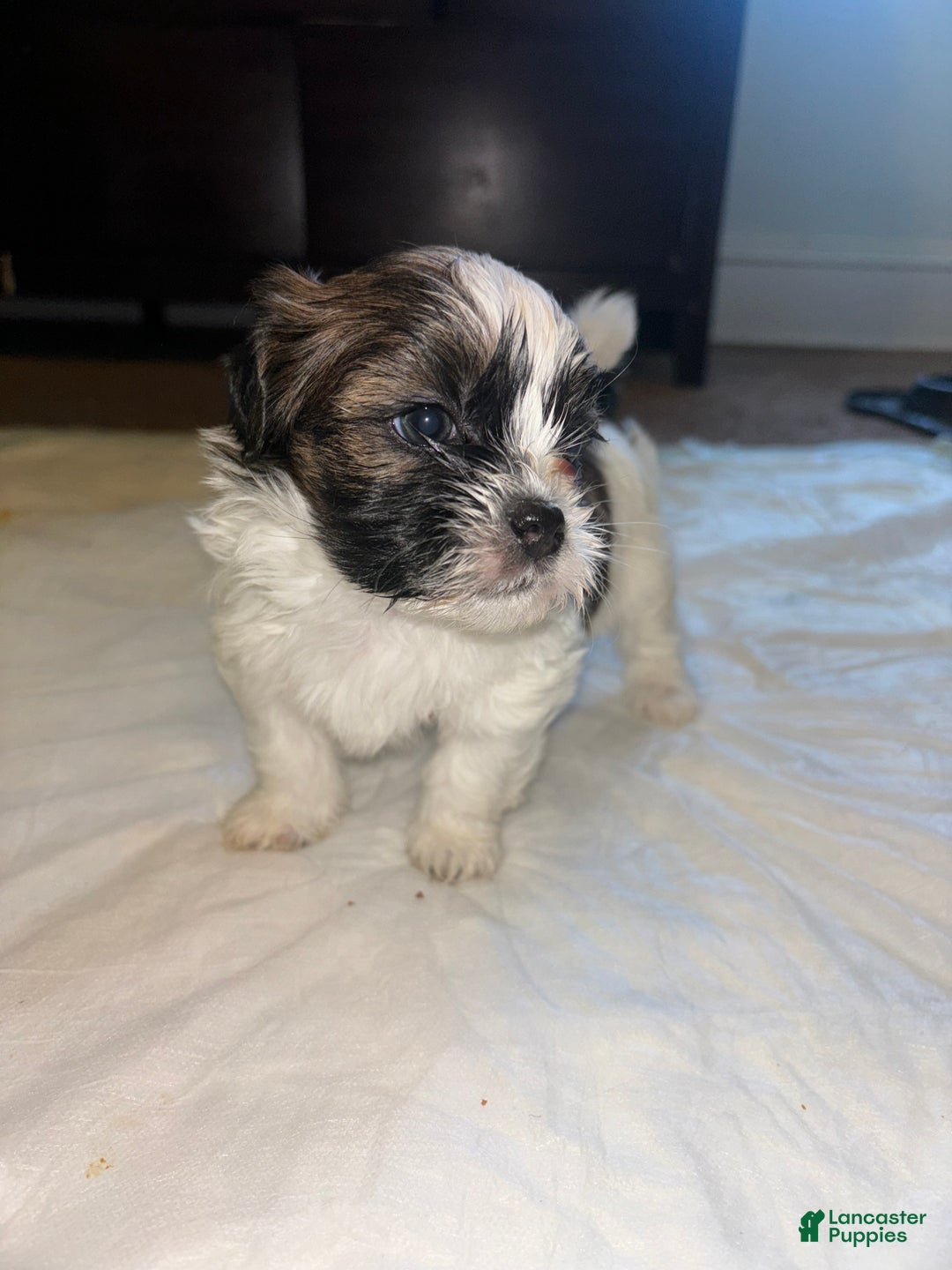Shihpoo dogs for sale: Shihpoo Puppy 1 - Ad 3