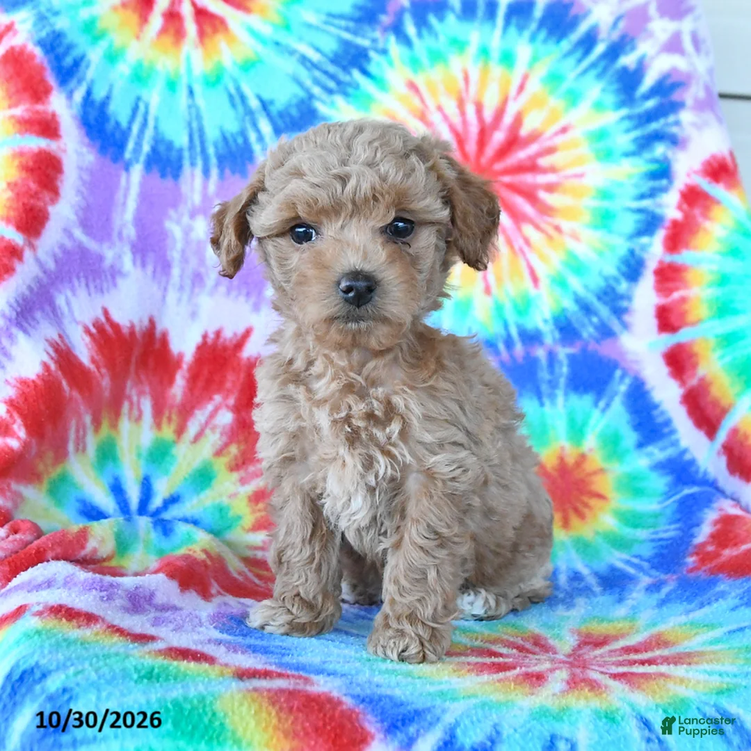 Mini Goldendoodle dogs for sale: Cherry - Ad 1