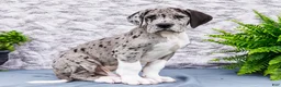 Great Dane dogs for sale: Zander - Ad 8
