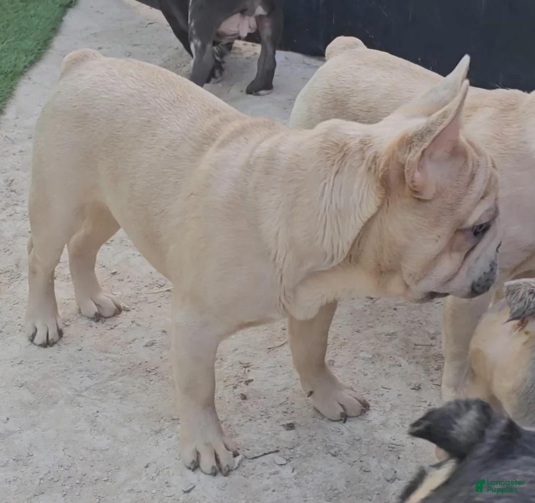 French Bulldog dogs for sale: French Bulldog Puppy 2 - Ad 21